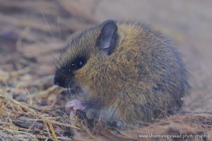 Sikkim Mountain Vole