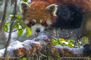 An amazing Red Panda with Snow - Habresnest.com